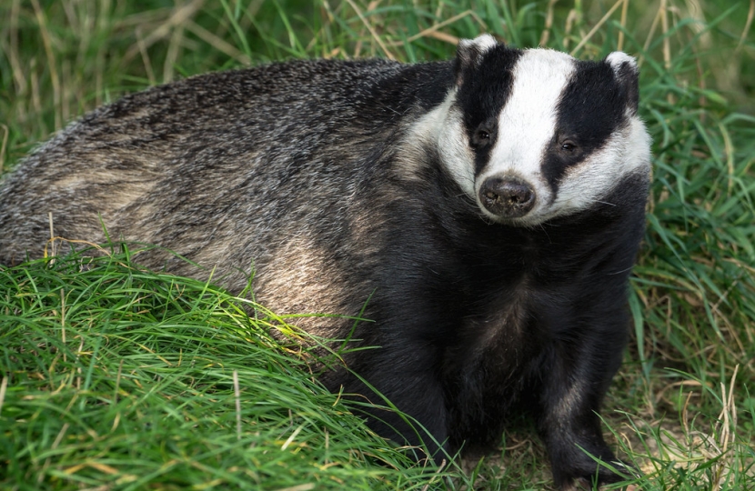 badger