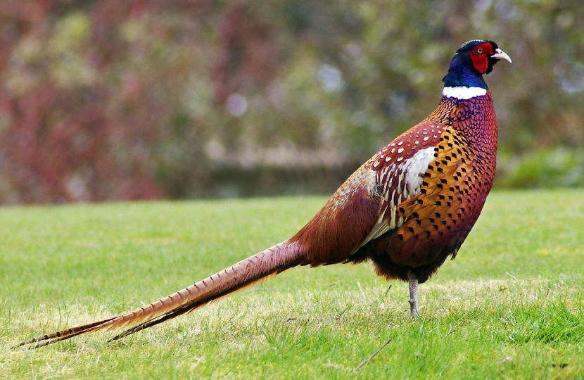 Pheasant